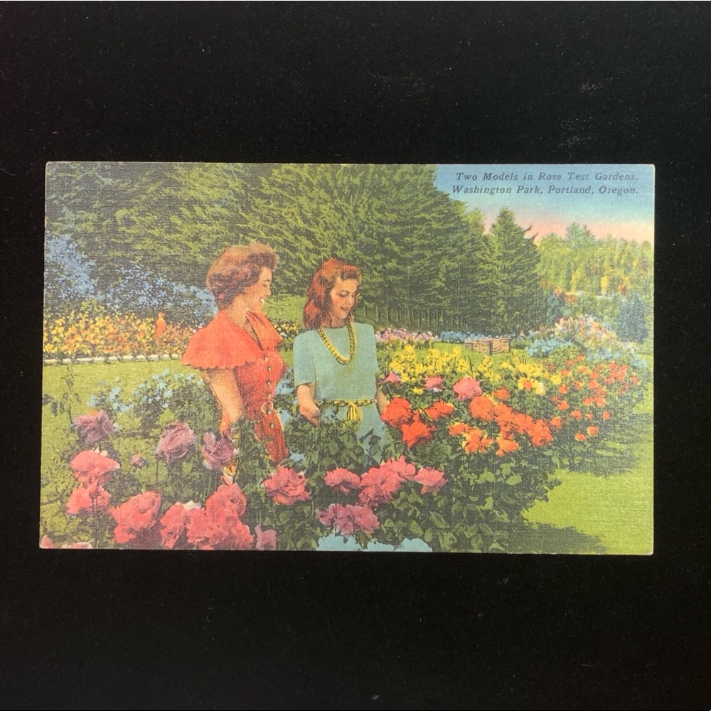 Vintage International Rose Test Garden Postcard